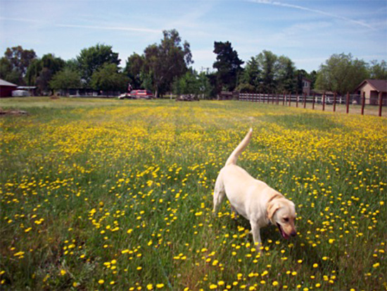 Back Field